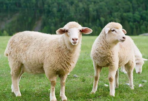 吃瓜娱乐酱羊羊,吃瓜娱乐界的甜蜜小能手